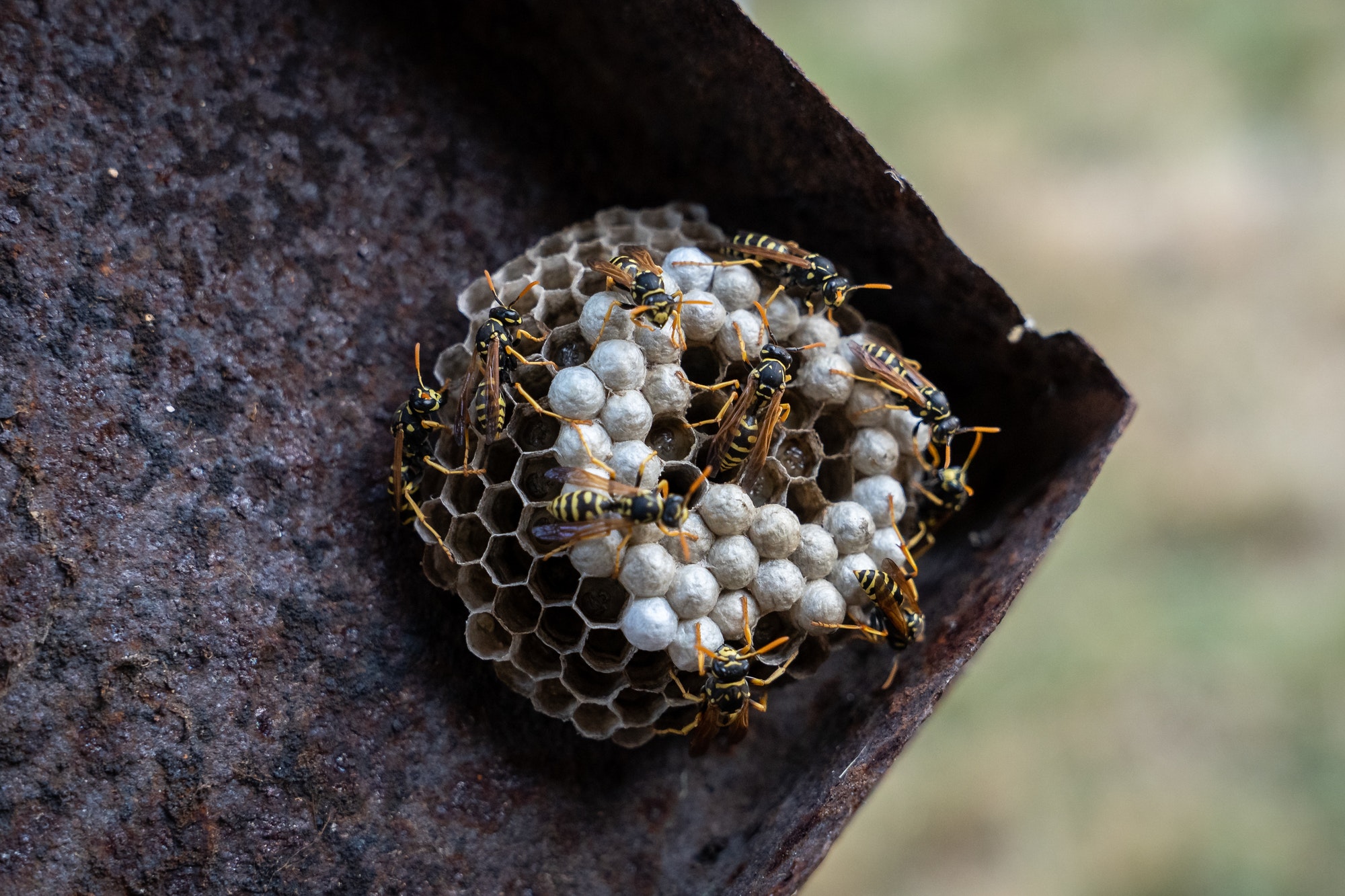 A small wasp nest with working wasps