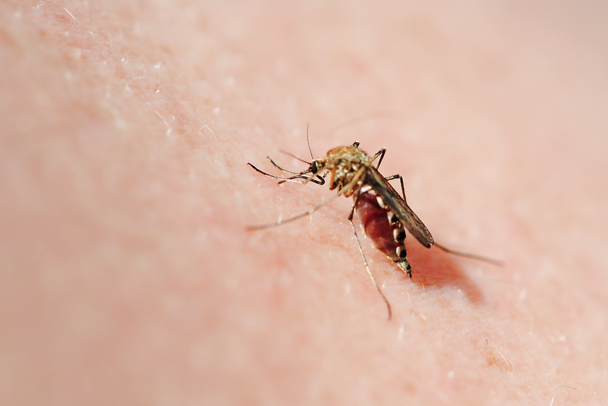 Close-Up Of Mosquito Sucking Blood
