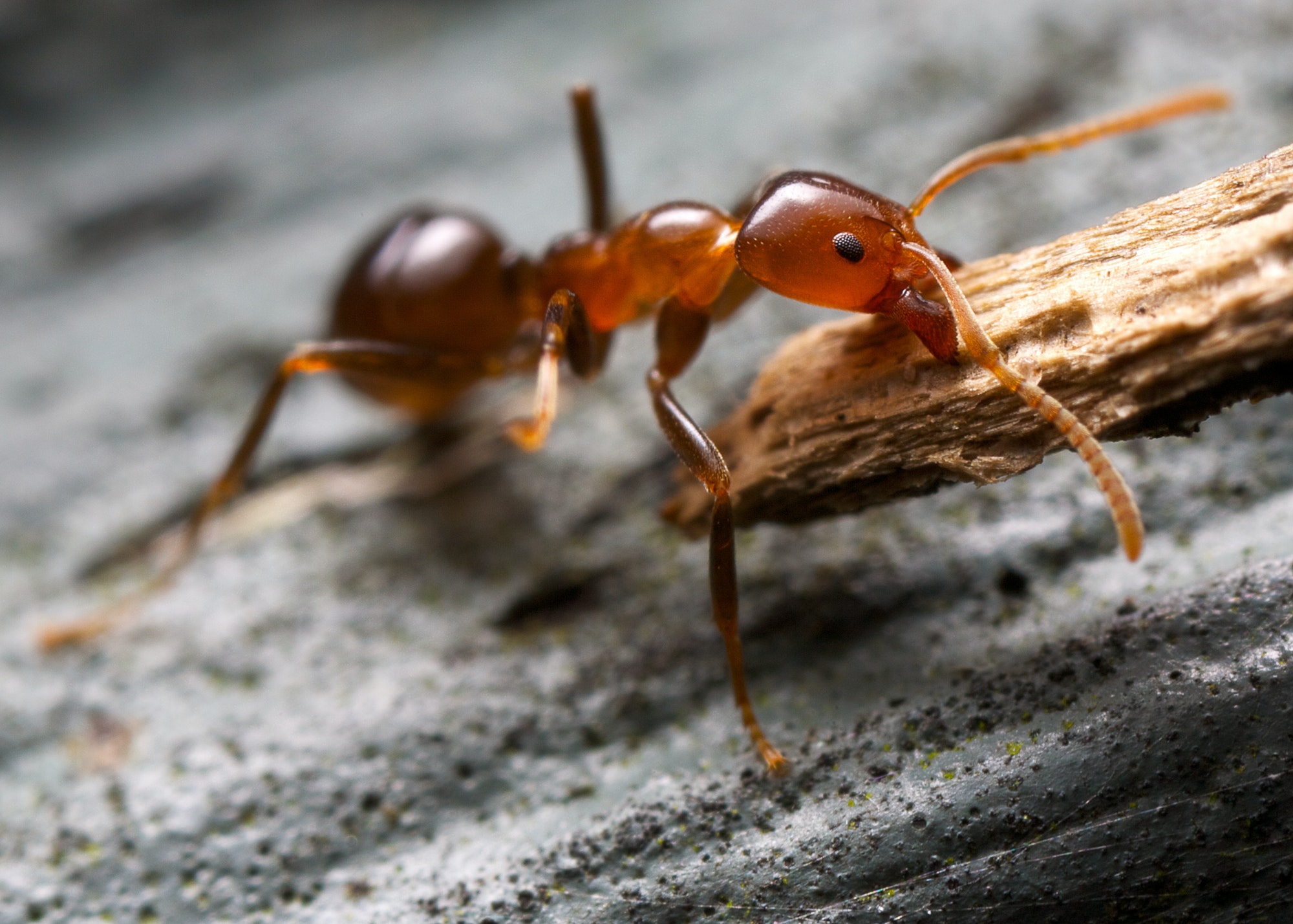 strong ant and bark