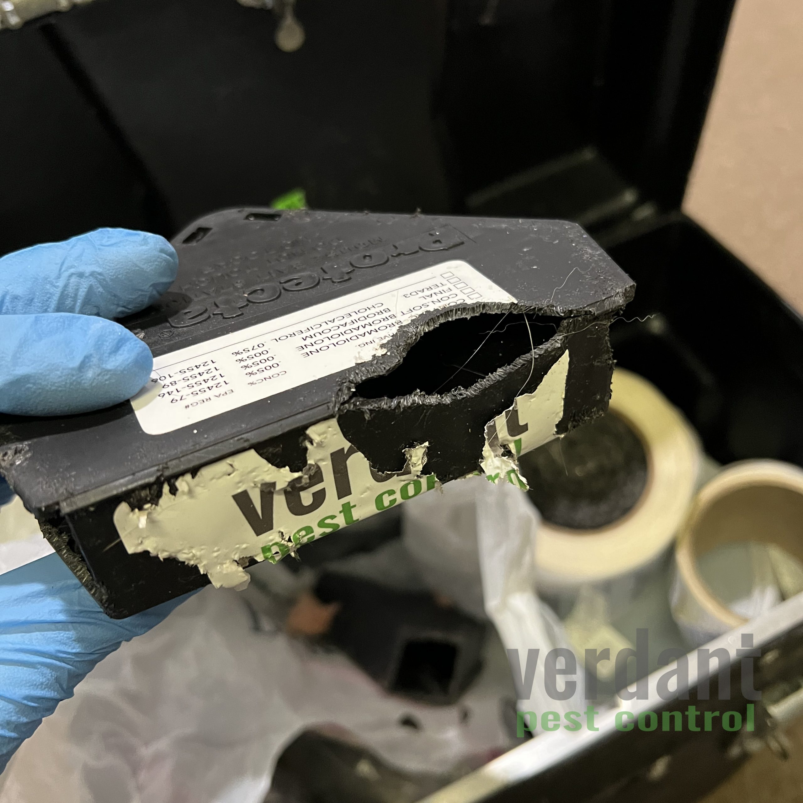 Hungry Mice eat plastic Verdant Pest Control