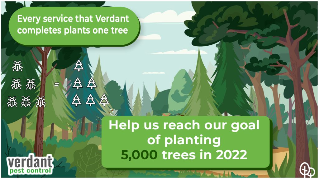 Plant 5,000 Trees in 2022