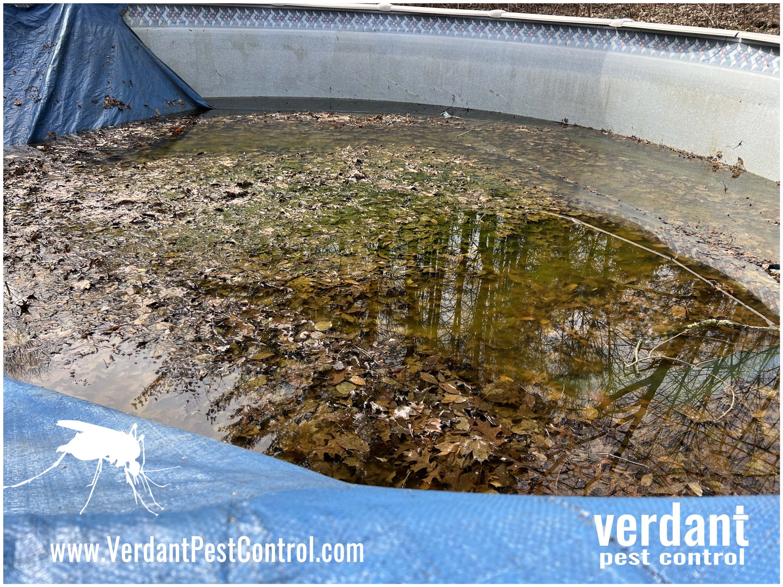 Mosquitoes breed in swimming pools Verdant Pest Control