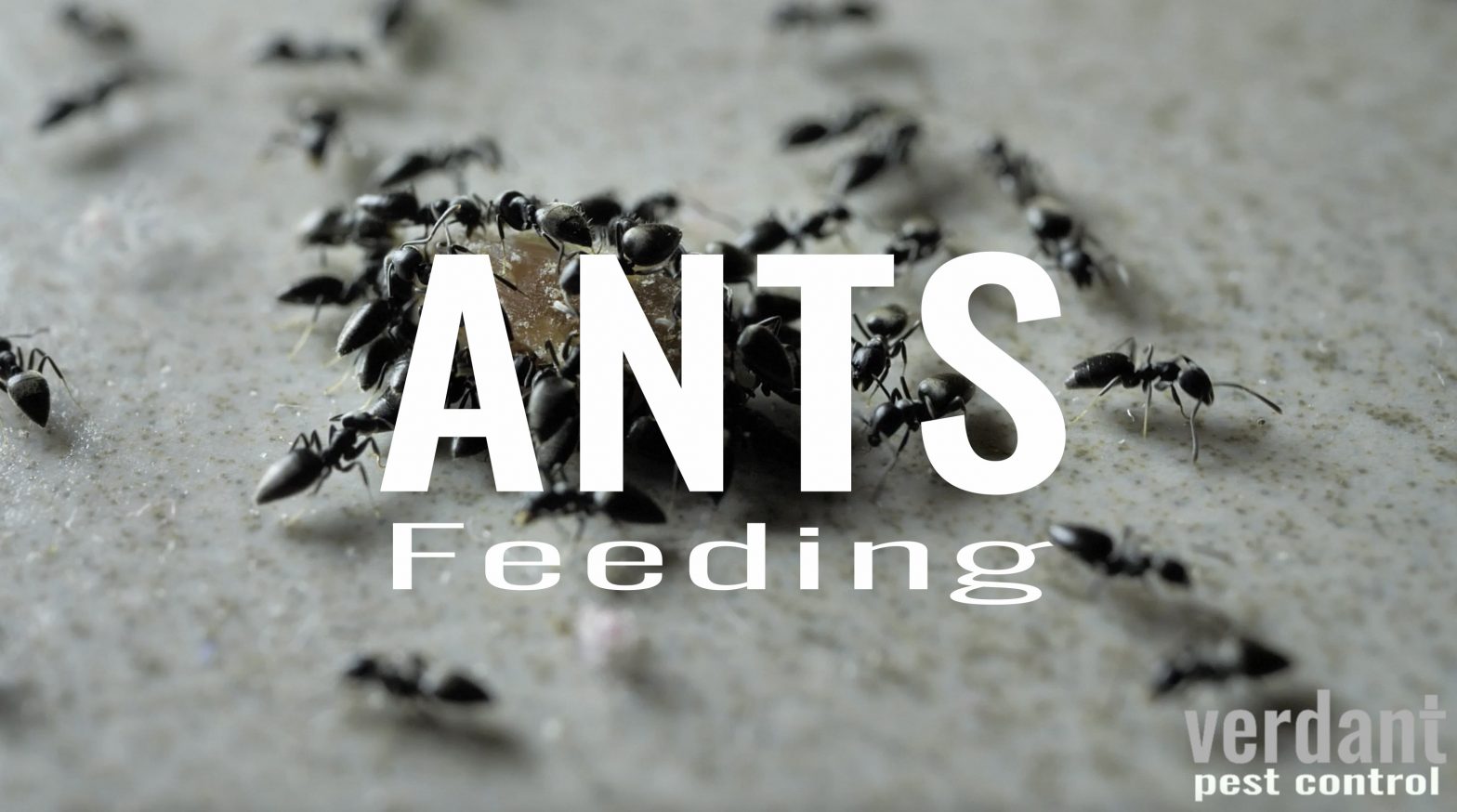 ants feeding