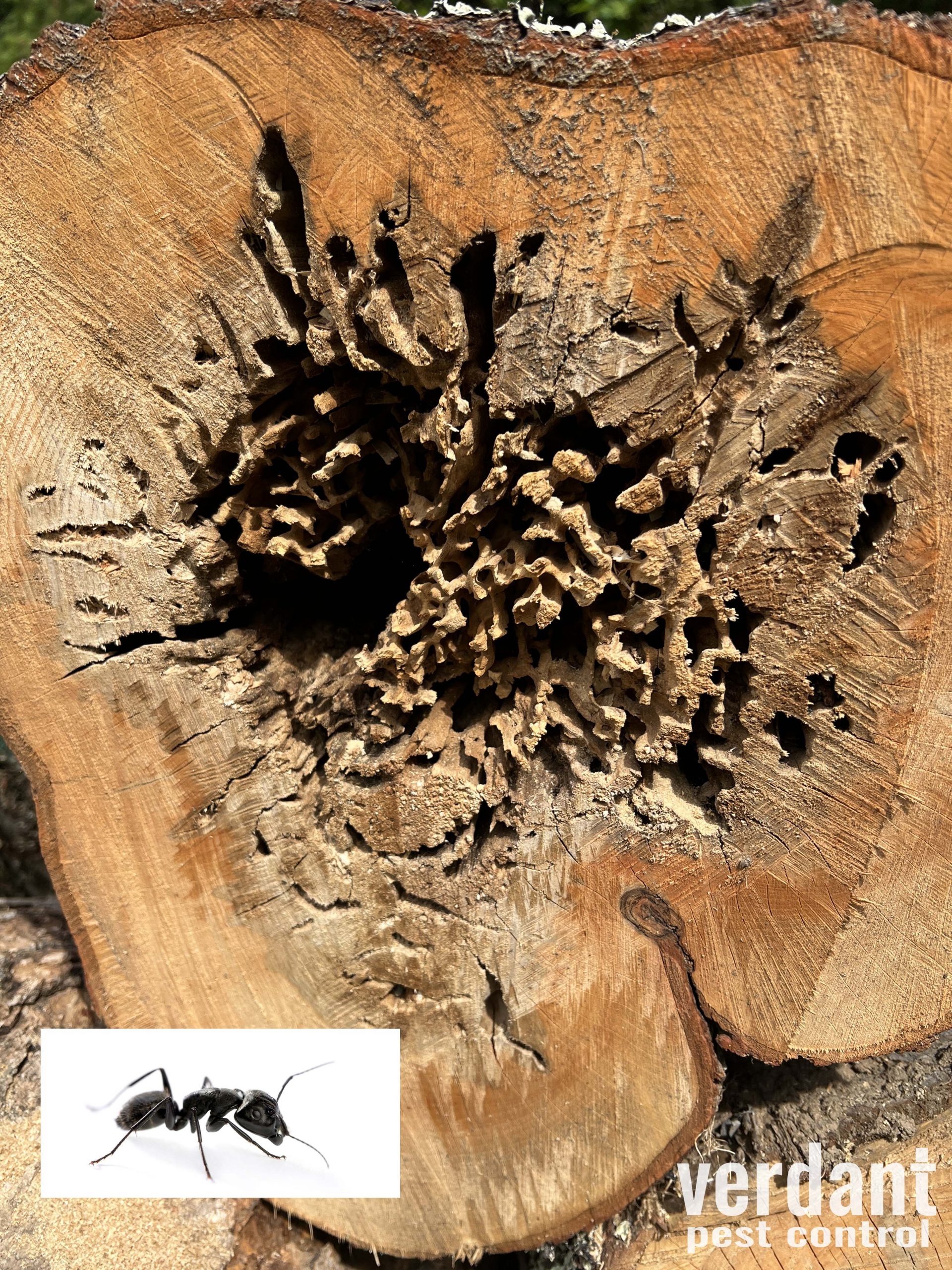 Carpenter Ant Damage To Trees Verdant Pest Control