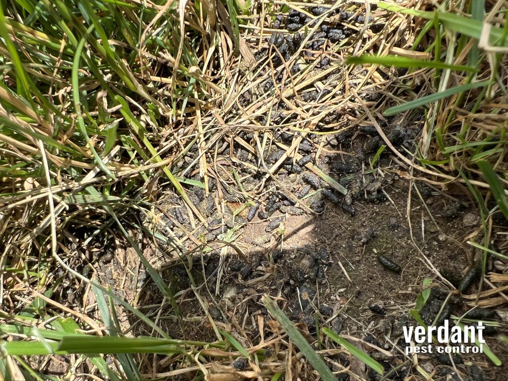 vole droppings