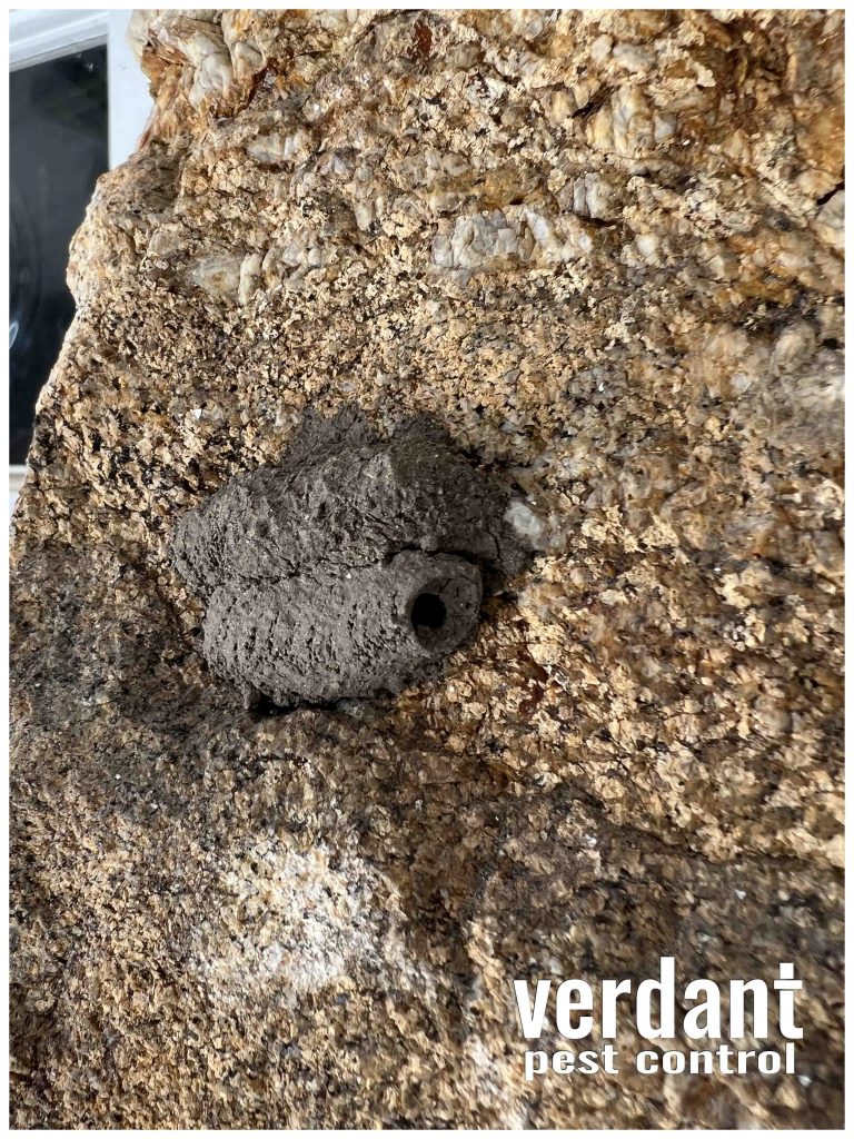 Mud Wasp Nest