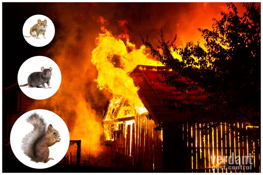 House Fires Rodents