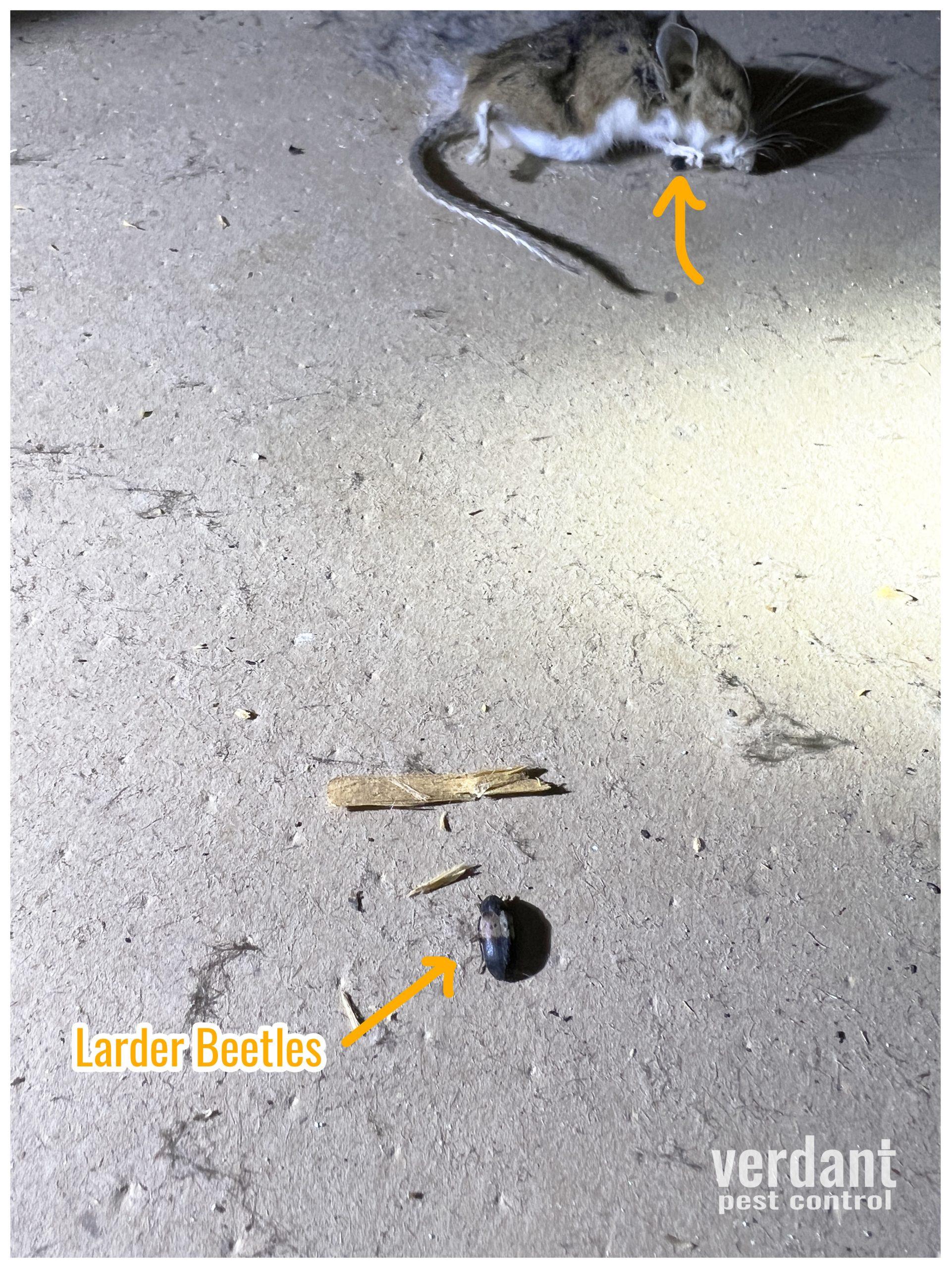 Larder Beetles Verdant Pest Control