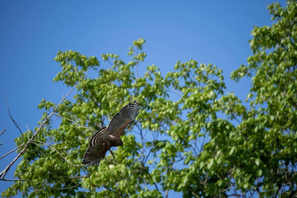 Red Shoulder Hawk flying away