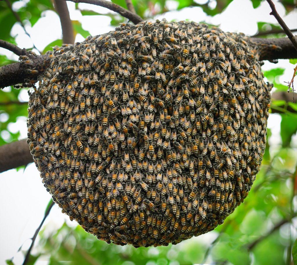 Big swarm bee on tree