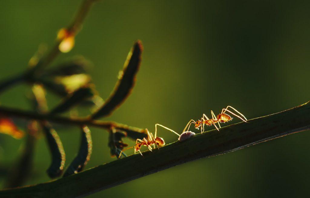Close-up view of ant climbing on the stem