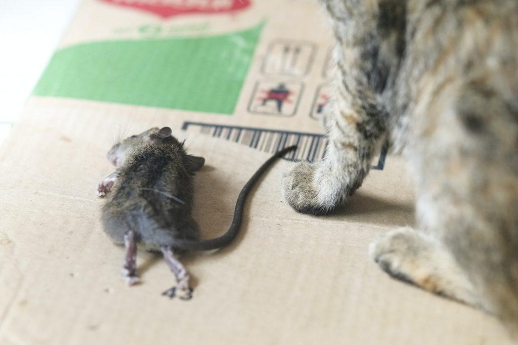 Death of a rat beside a cat.