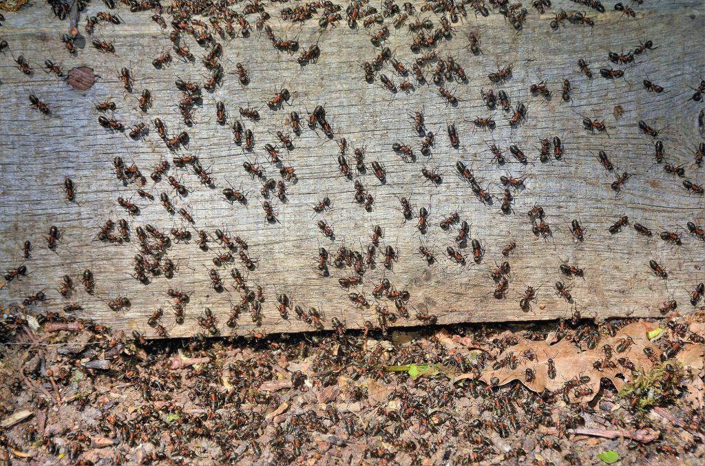 swarm of ants