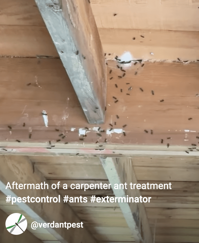 carpenter ant short