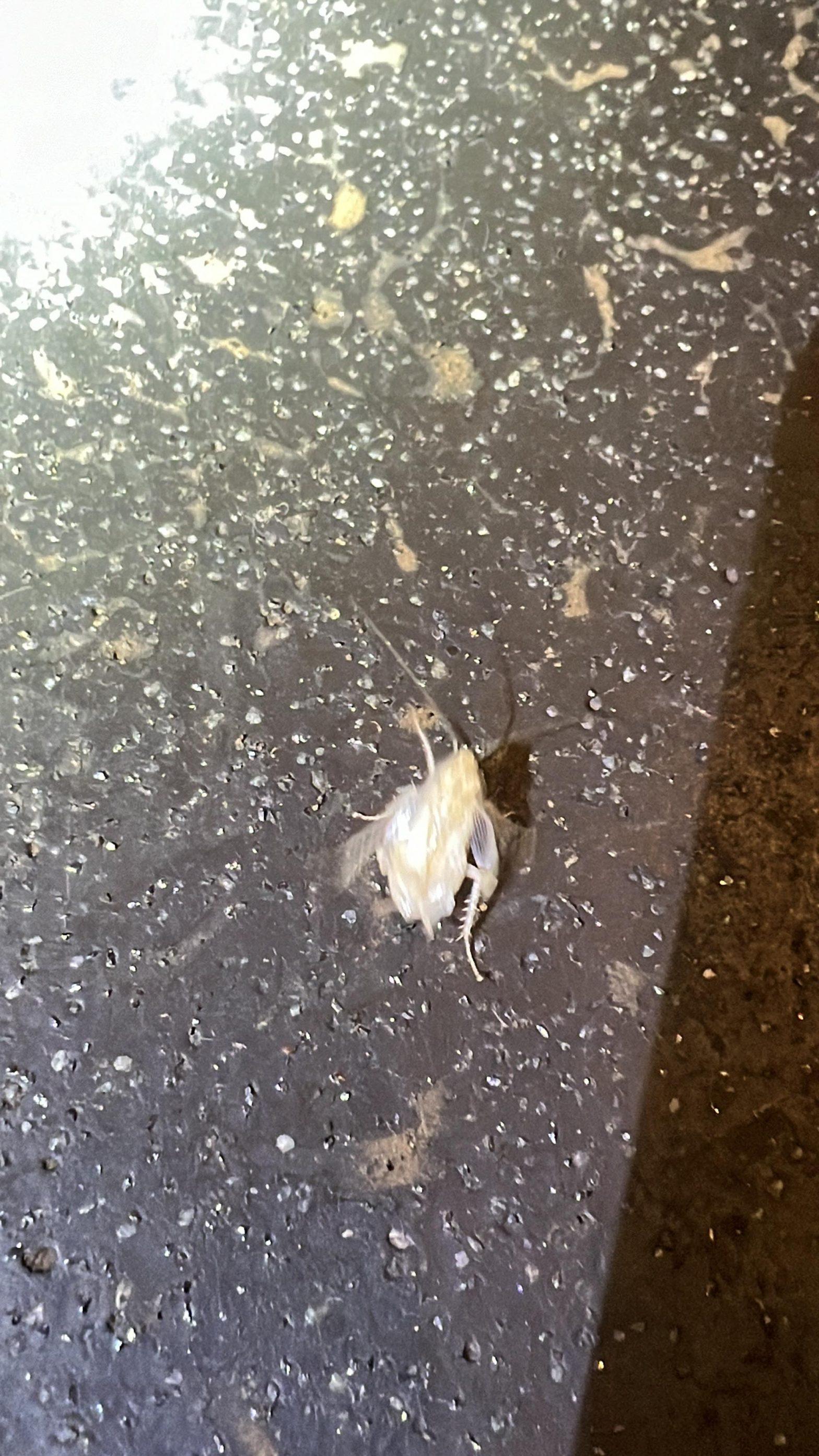 all white cockroach