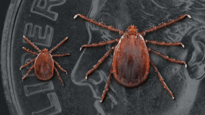 Asian Longhorn Tick
