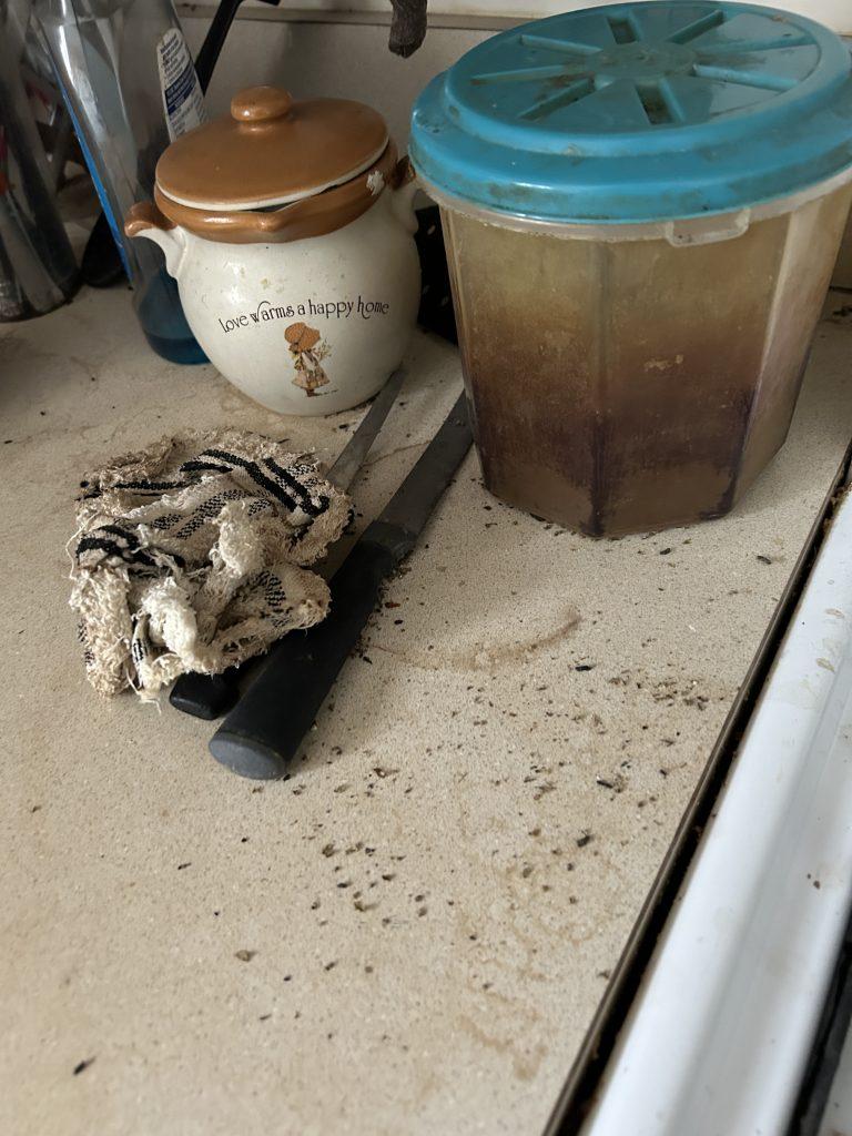 mouse droppings on counter