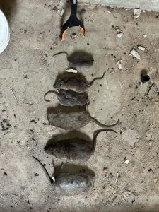 dead rats