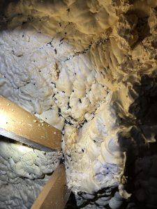 Rodent droppings on insulation in attic