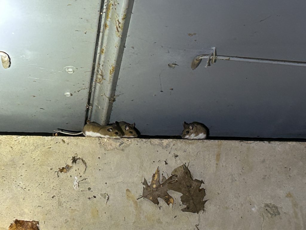 three mice in bulkhead