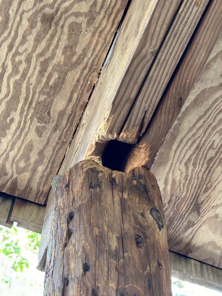 Squirrels have chewed a hole in this support beam