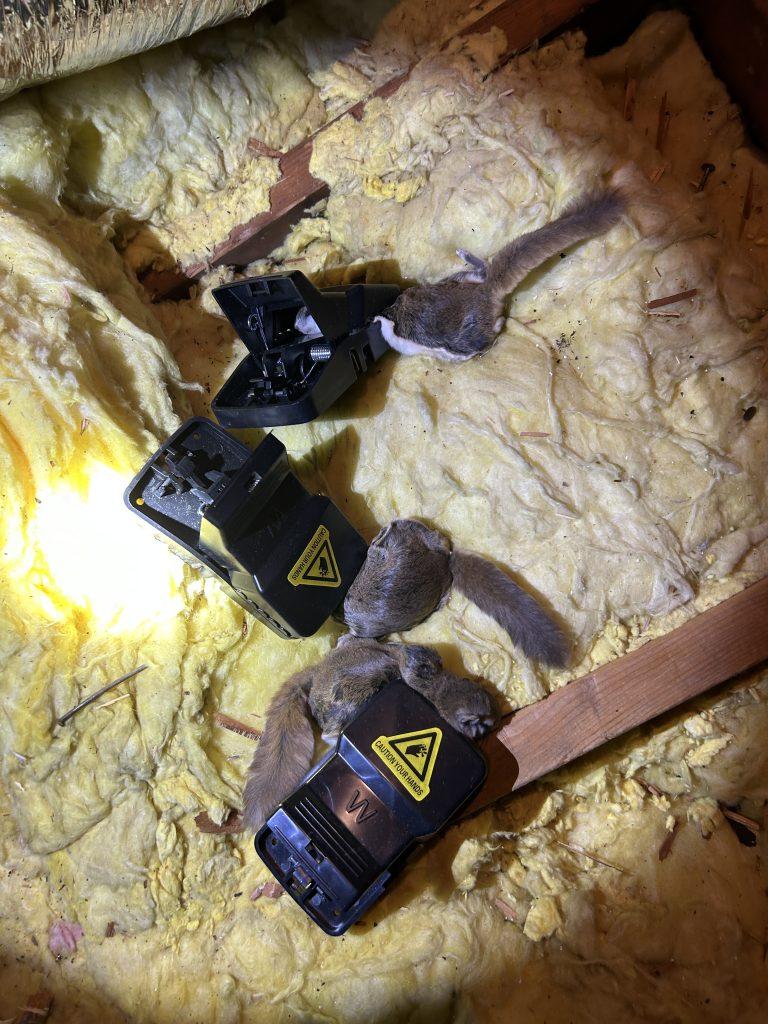 Flying squirrels in attic