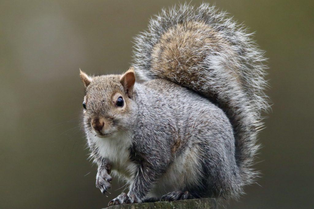 grey squirrel