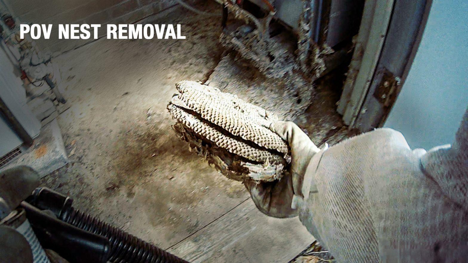 POV Wasp Nest Removal