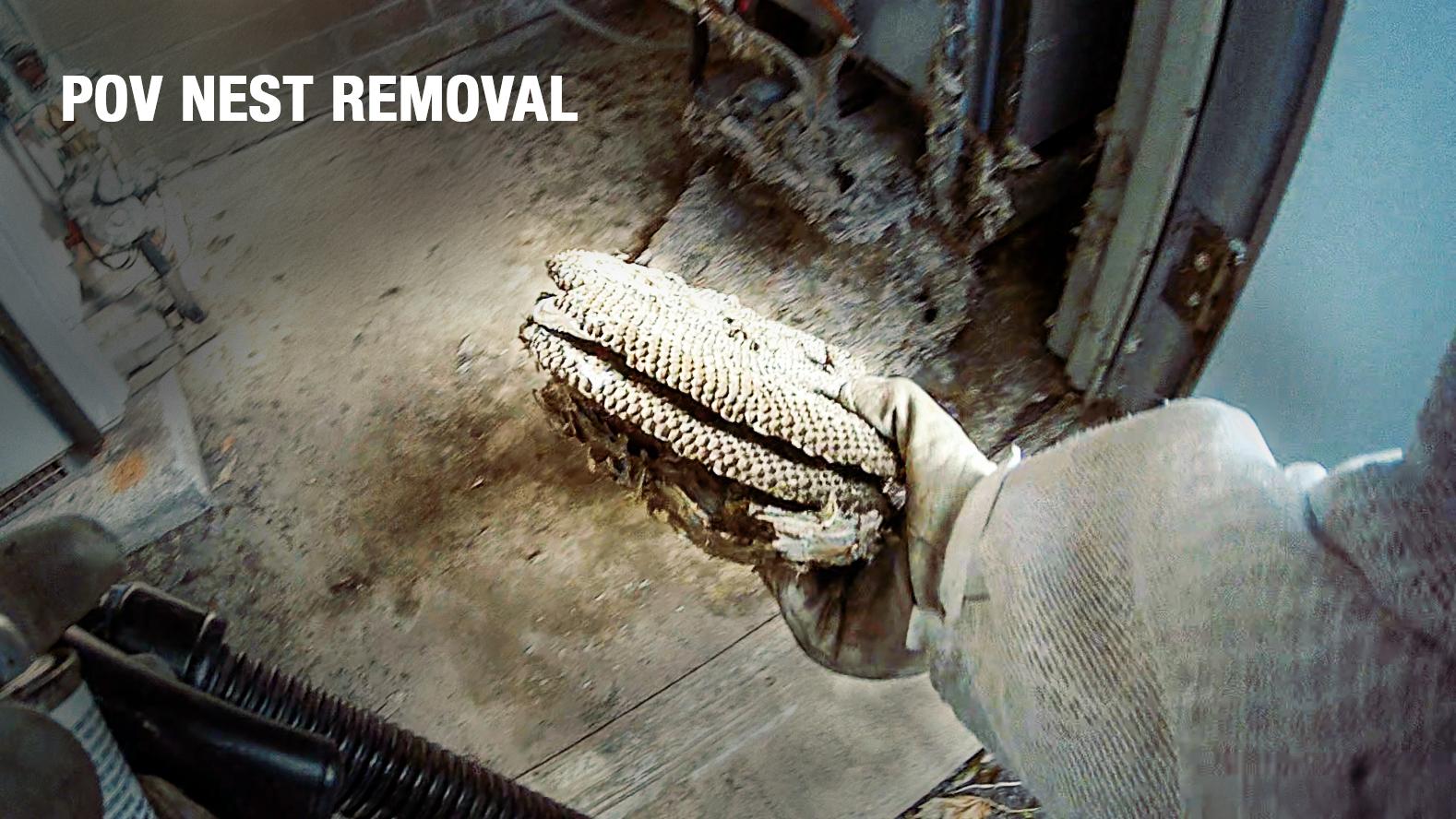 POV Wasp Nest Removal