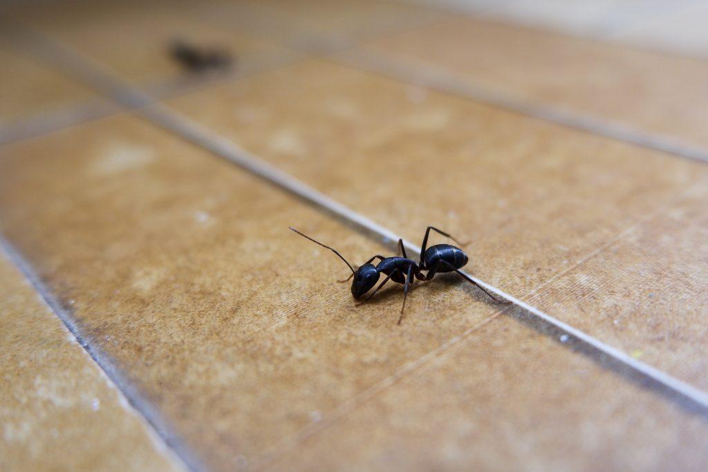 carpenter ant on floor