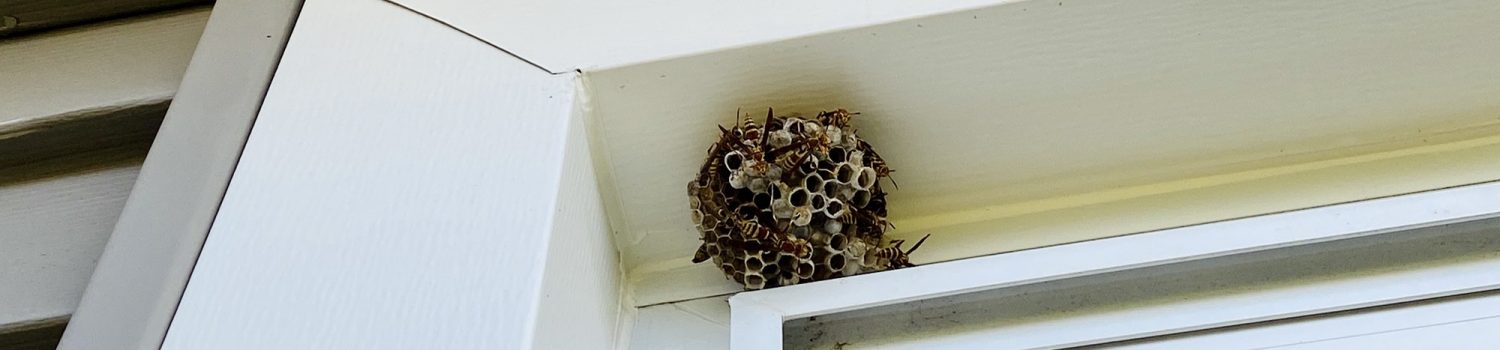 Wasp control in MA