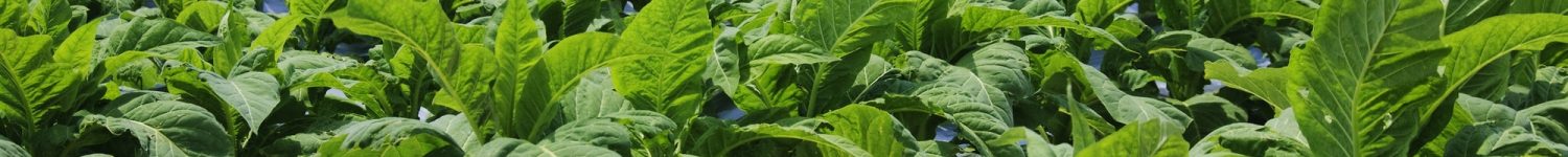 Rows of Tobacco Plants
